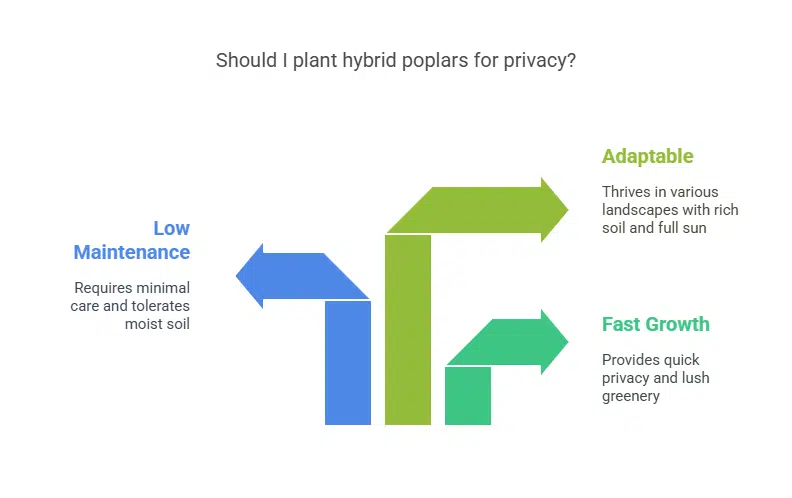 Rapid Growth Characteristics of Hybrid Poplar