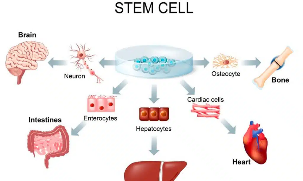 Breakthrough 2: Regenerative Medicine Using Stem Cells and Tissue Engineering