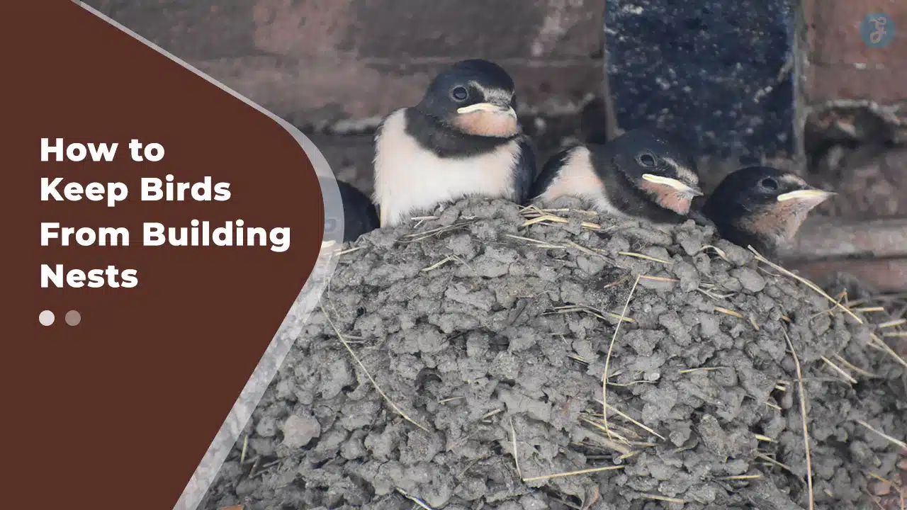 how to keep birds from building nests