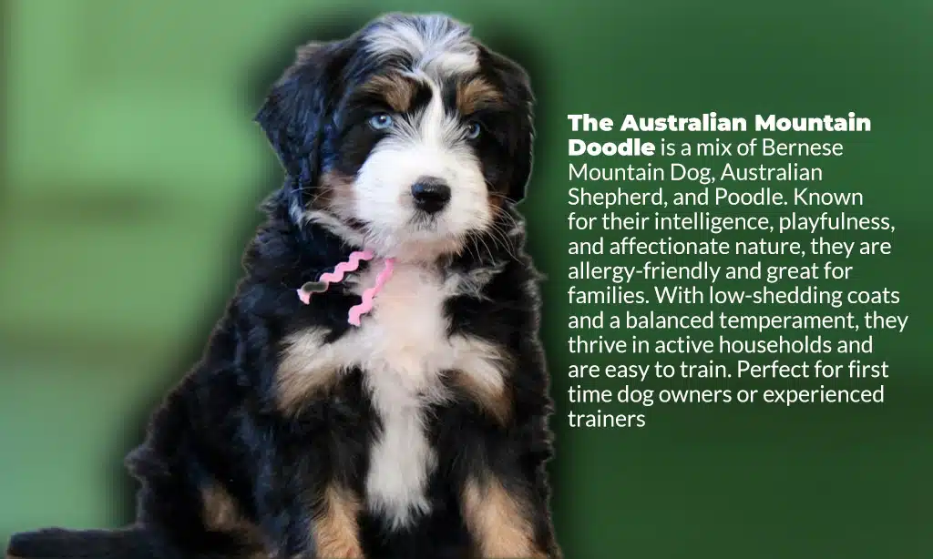 Caring for Your New Puppy