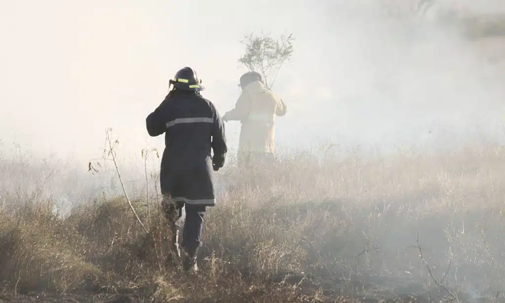 Economic Impacts of Bushfires on Agriculture