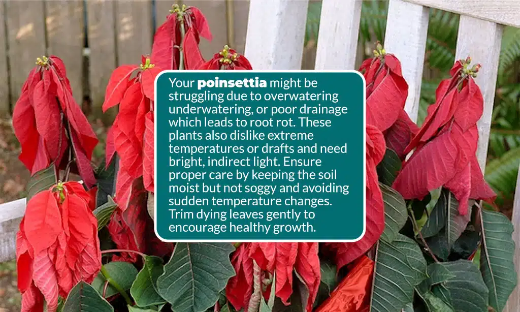 Preventing Future Issues with Poinsettias