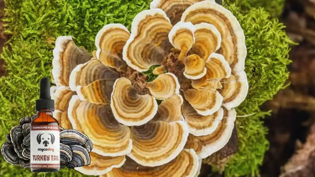 Turkey Tail Mushroom for Dogs