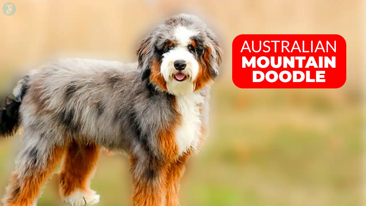 australian mountain doodle