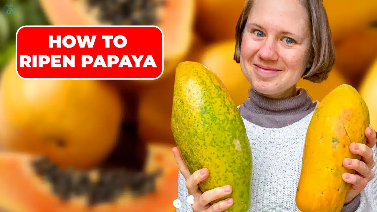 how to ripen papaya