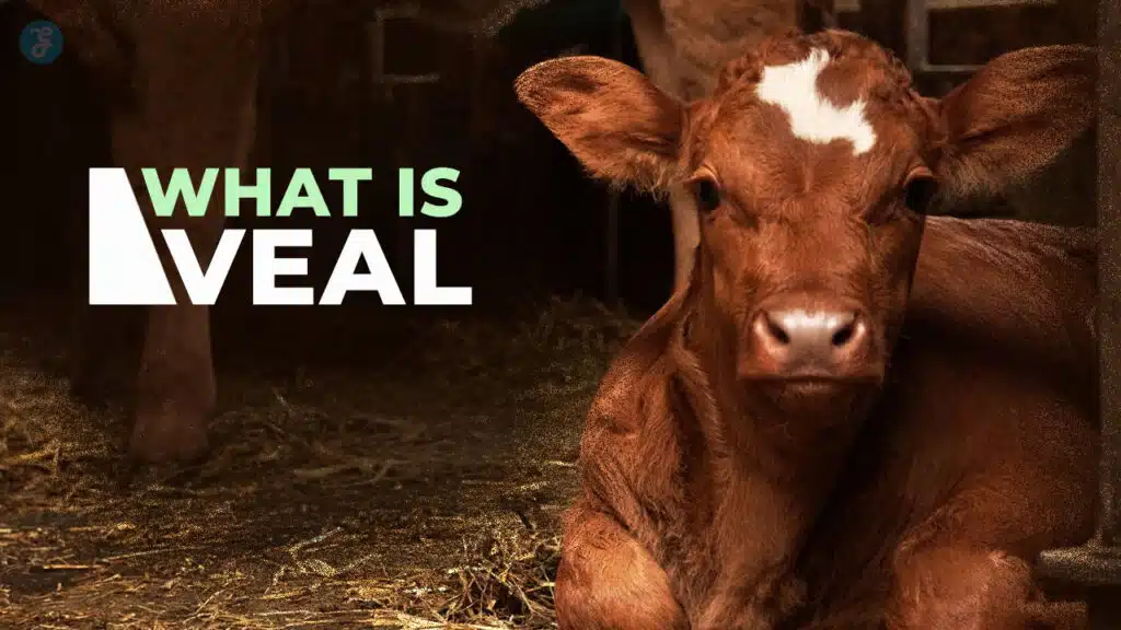 what is veal