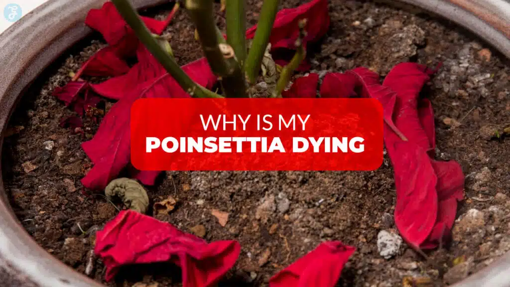 why is my poinsettia dying