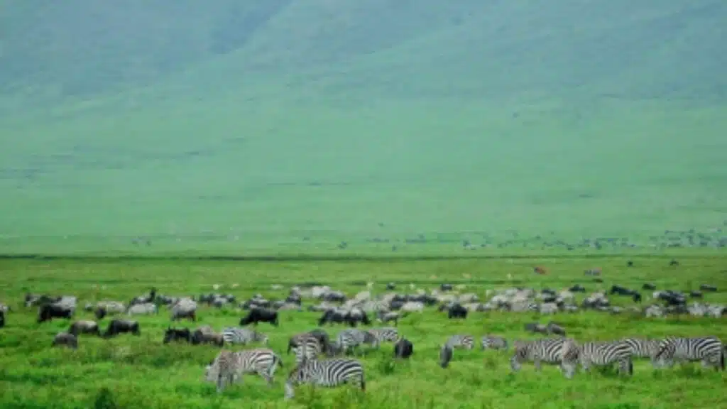 Great Serengeti Wildebeest Migration