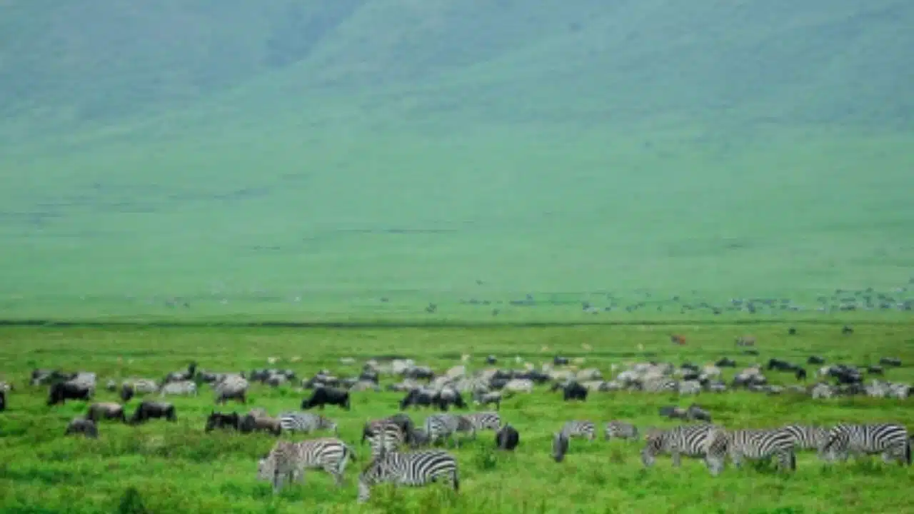 Great Serengeti Wildebeest Migration