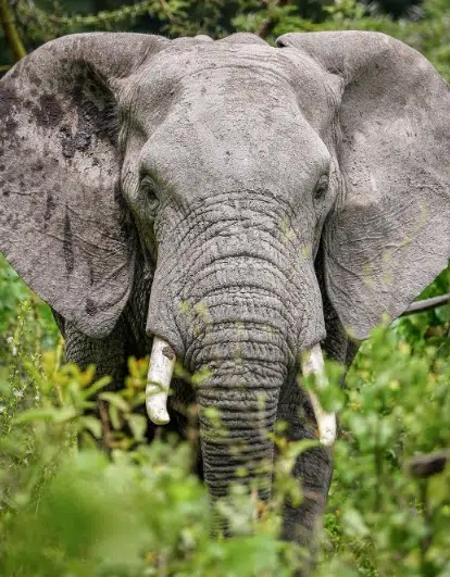 Great Serengeti Wildebeest Migration