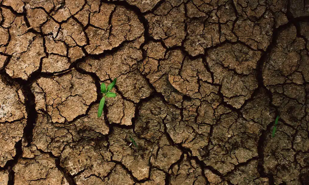 Incorporate Native Plants for Water Efficiency