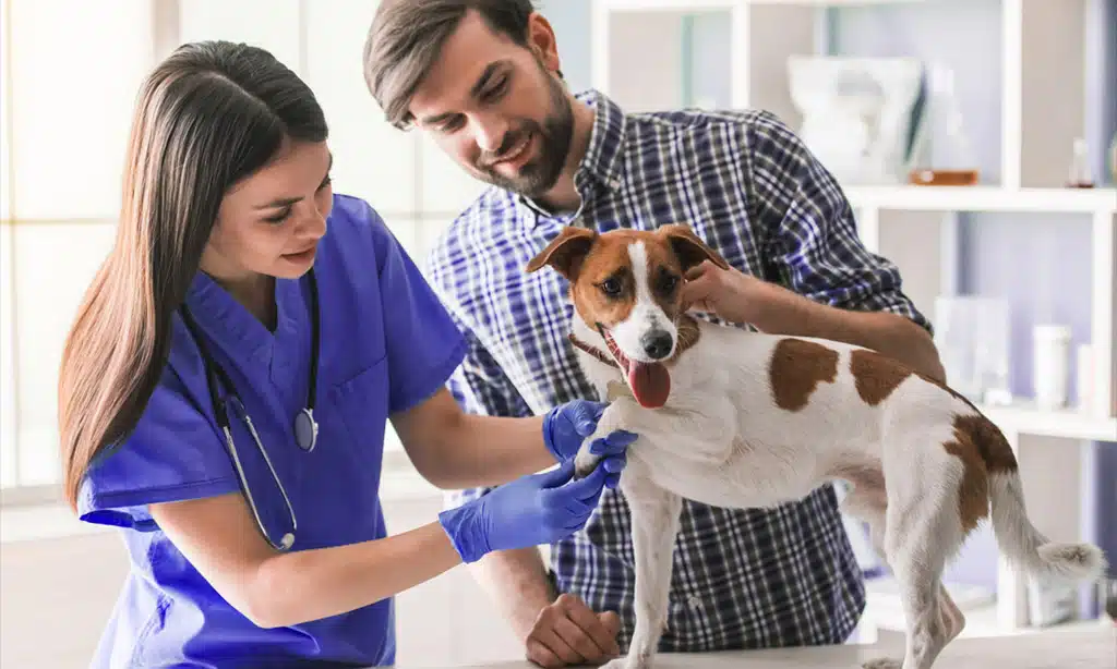 Pet Healthcare and Wellness Startups