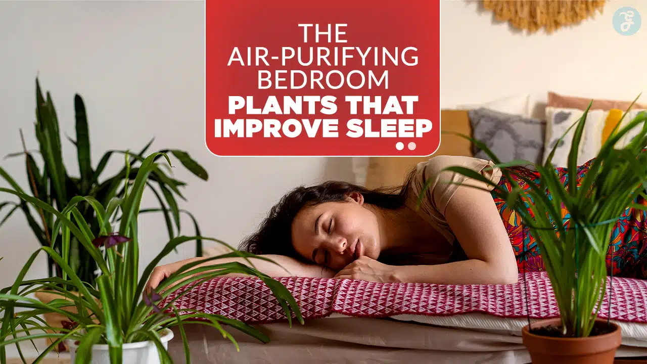 Air-Purifying Plants for Sleep