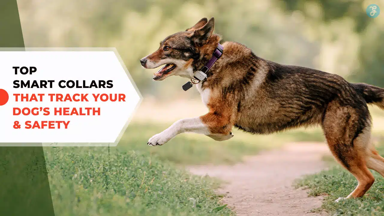 Smart Collars for Dog Health and Safety