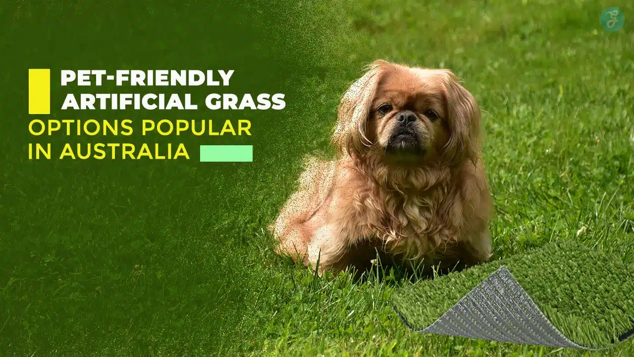 Pet-friendly artificial grass in Australia