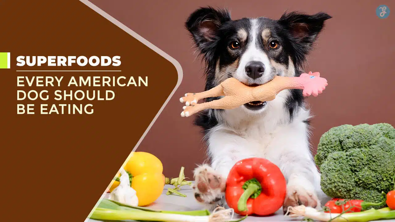 Superfoods for Dogs in America