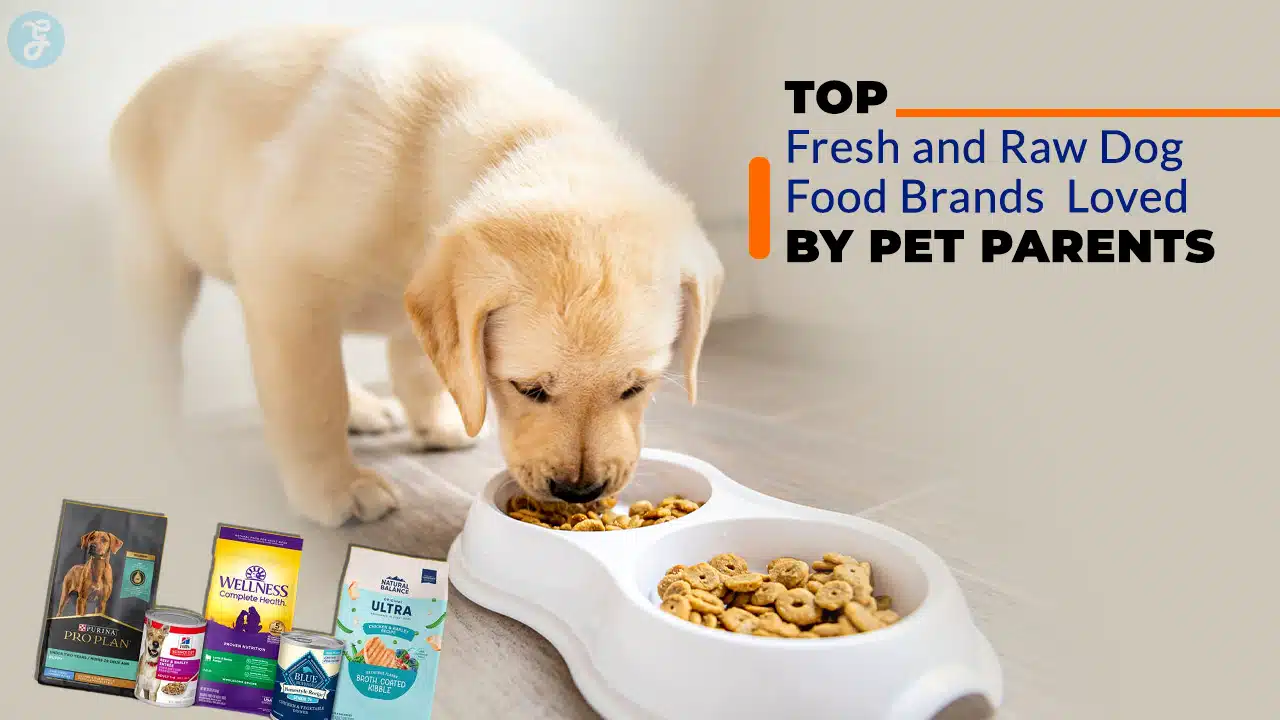 Fresh and Raw Dog Food Brands