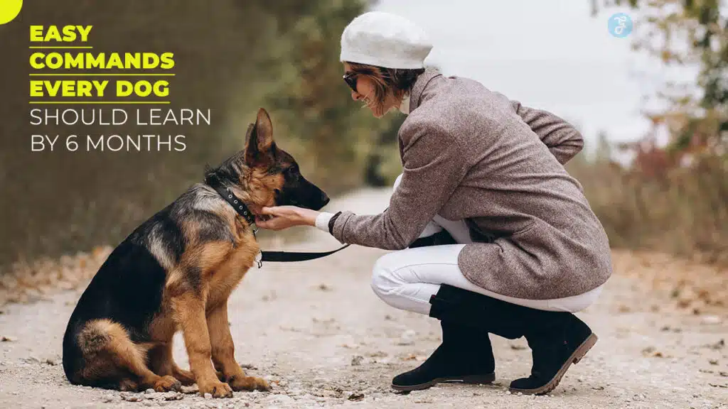 10 Easy Commands Every Dog Should Learn by 6 Months