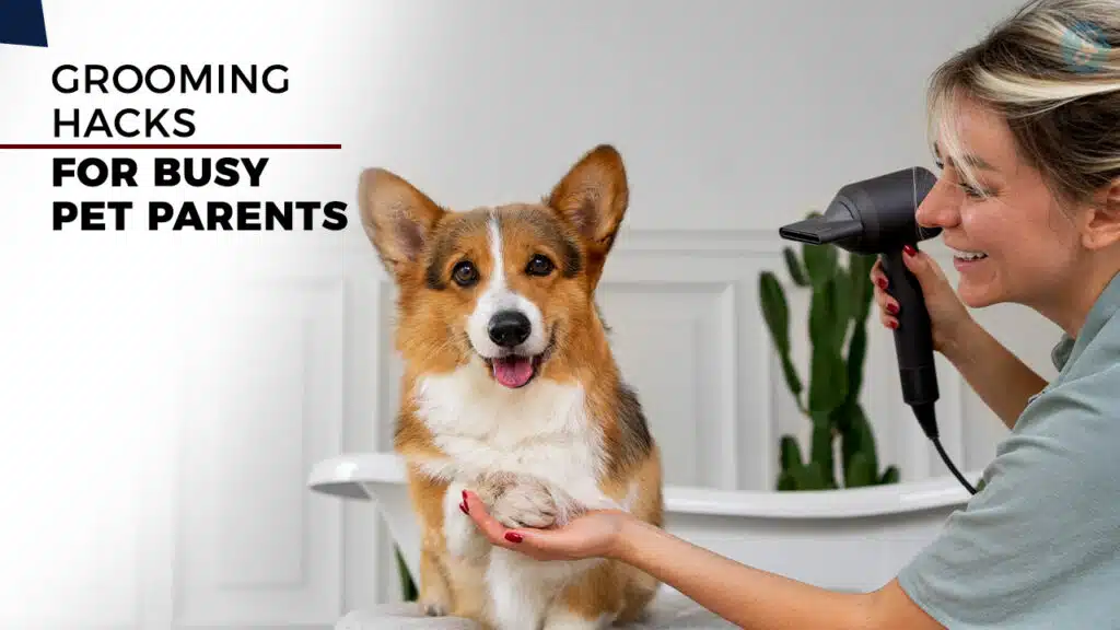 10 Grooming Hacks for Busy Pet Parents