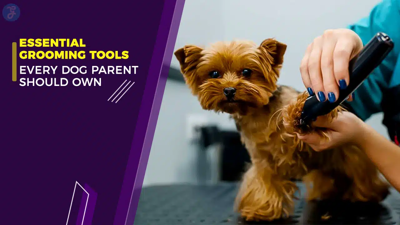 Essential Grooming Tools Every Dog Parent Should Own
