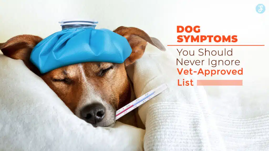 Dog Symptoms You Should Never Ignore