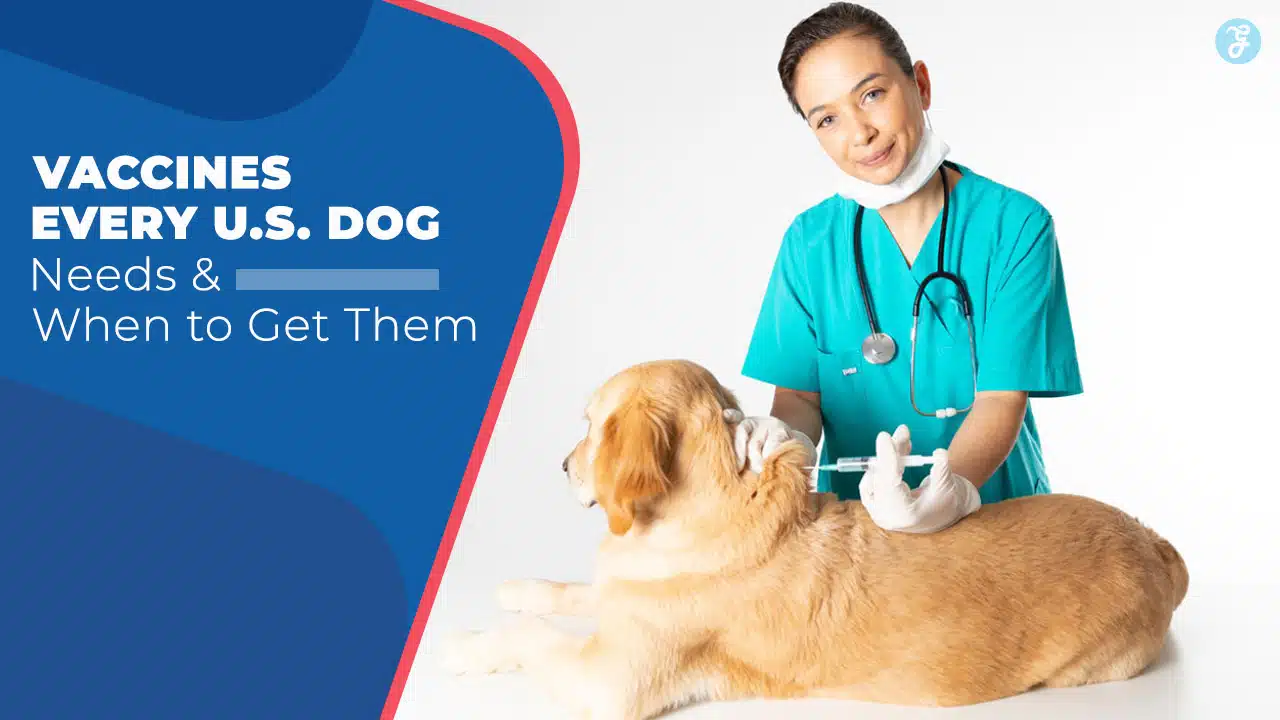 9 Vaccines Every US Dog Needs (And When to Get Them)