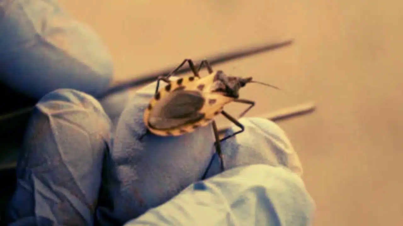 Chagas Disease