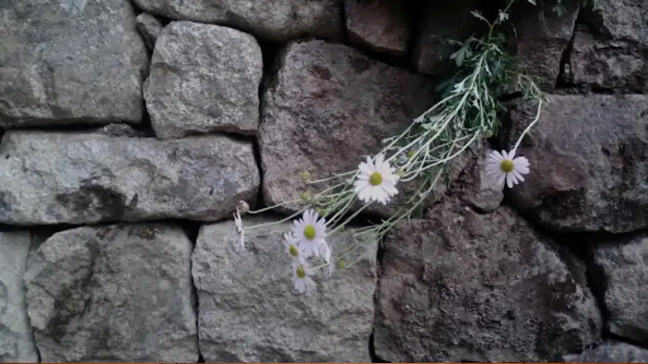 White chrysanthemum blooming on a stone wall, symbolizing remembrance and resilience in the history of comfort women.