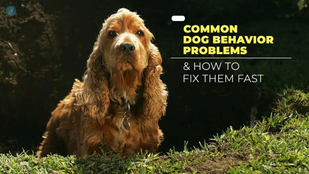 Common Dog Behavior Problems