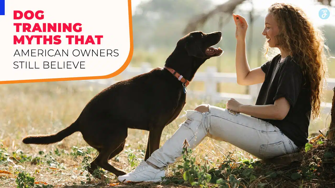 Dog Training Myths