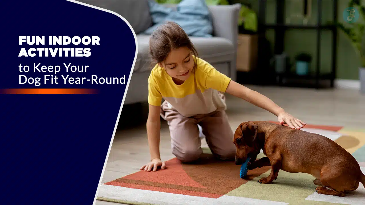 Indoor Activities to Keep Your Dog Fit Year-Round