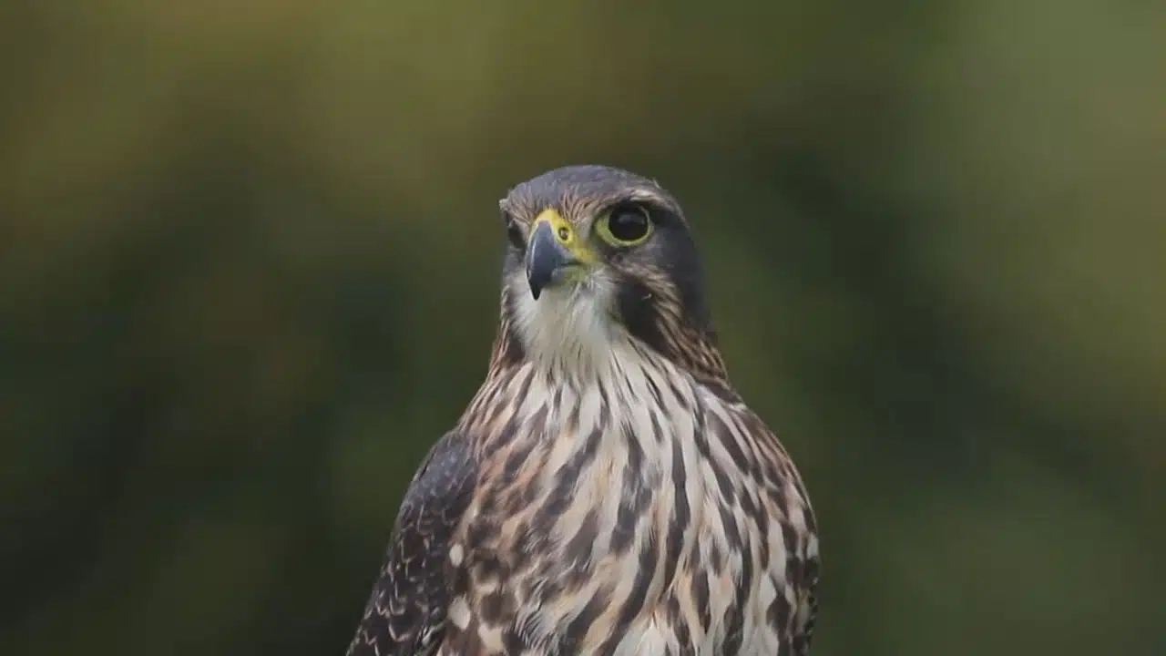 Kārearea Falcon Wins New Zealand’s Bird of the Year 2025