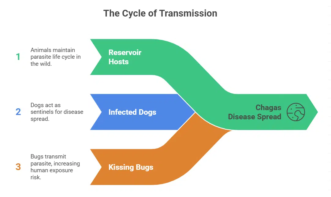 Pets and Wildlife as Hidden Reservoirs