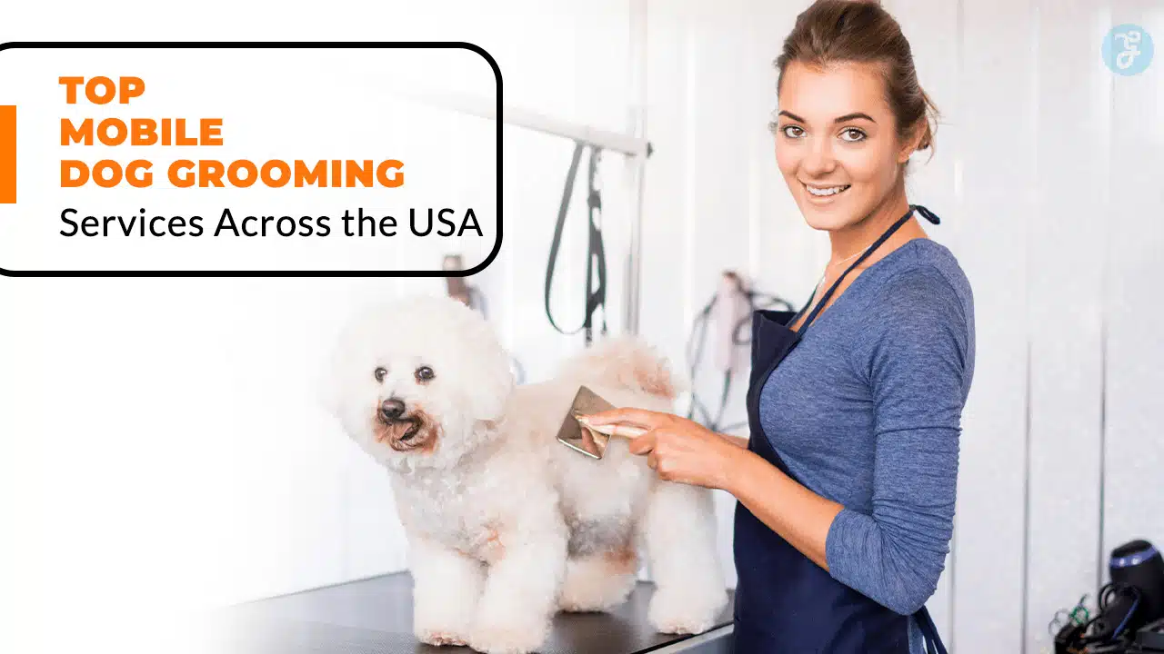 Top 7 Mobile Dog Grooming Services Across the USA