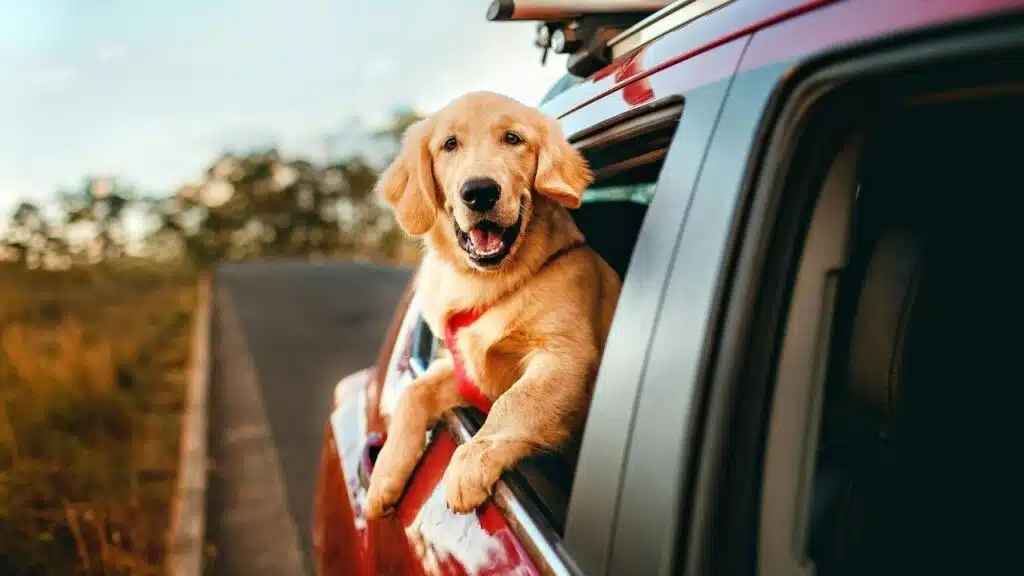 Why Your Pet Hates The Car