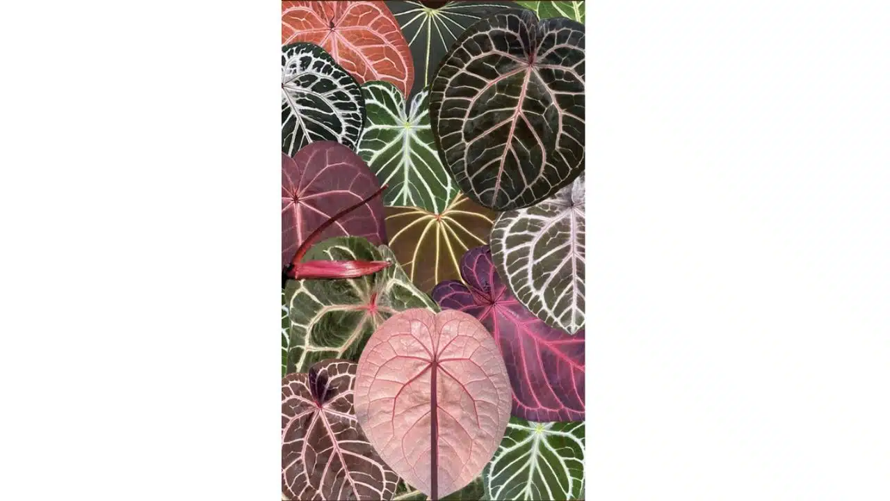 medicinal plants learning resources