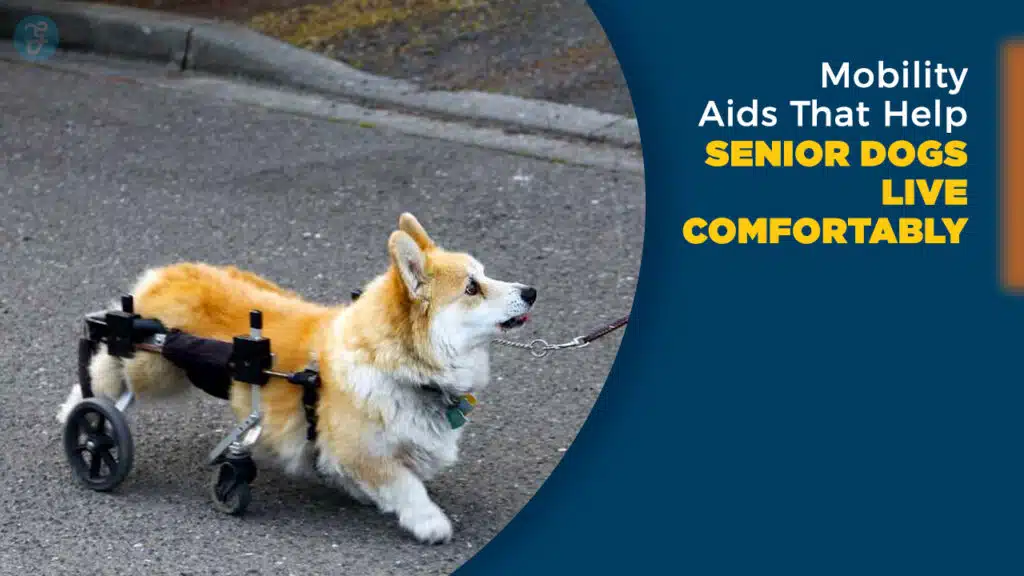 6 Mobility Aids That Help Senior Dogs Live Comfortably