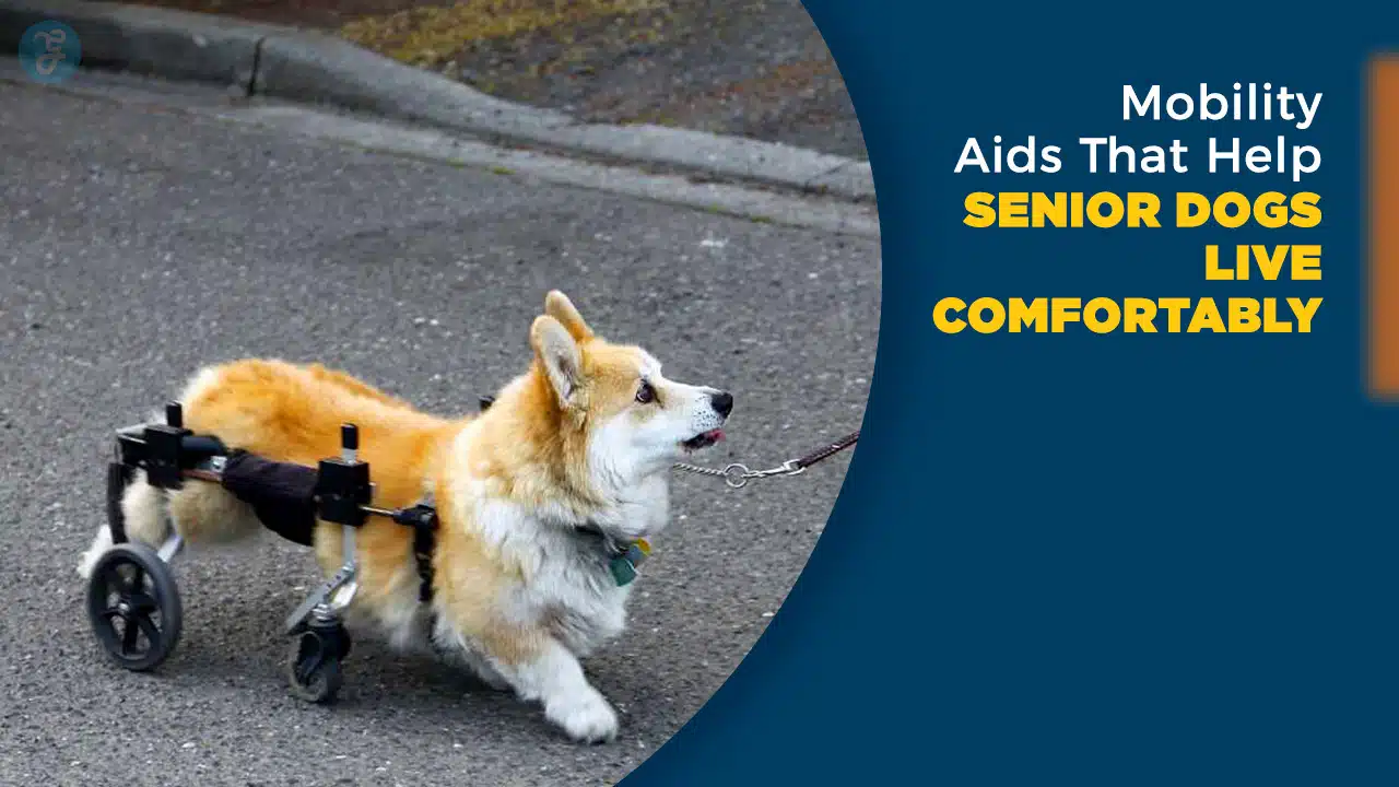 6 Mobility Aids That Help Senior Dogs Live Comfortably