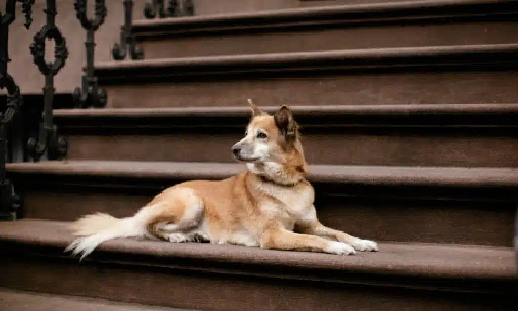 Adding Ramps or Stairs for Easy Accessibility