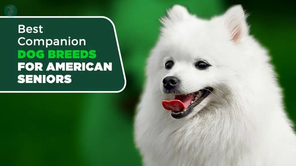 Best Companion Dog Breeds for American Seniors
