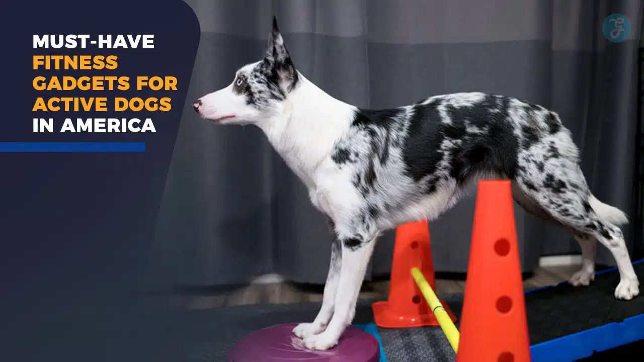 Fitness Gadgets for Active Dogs in America