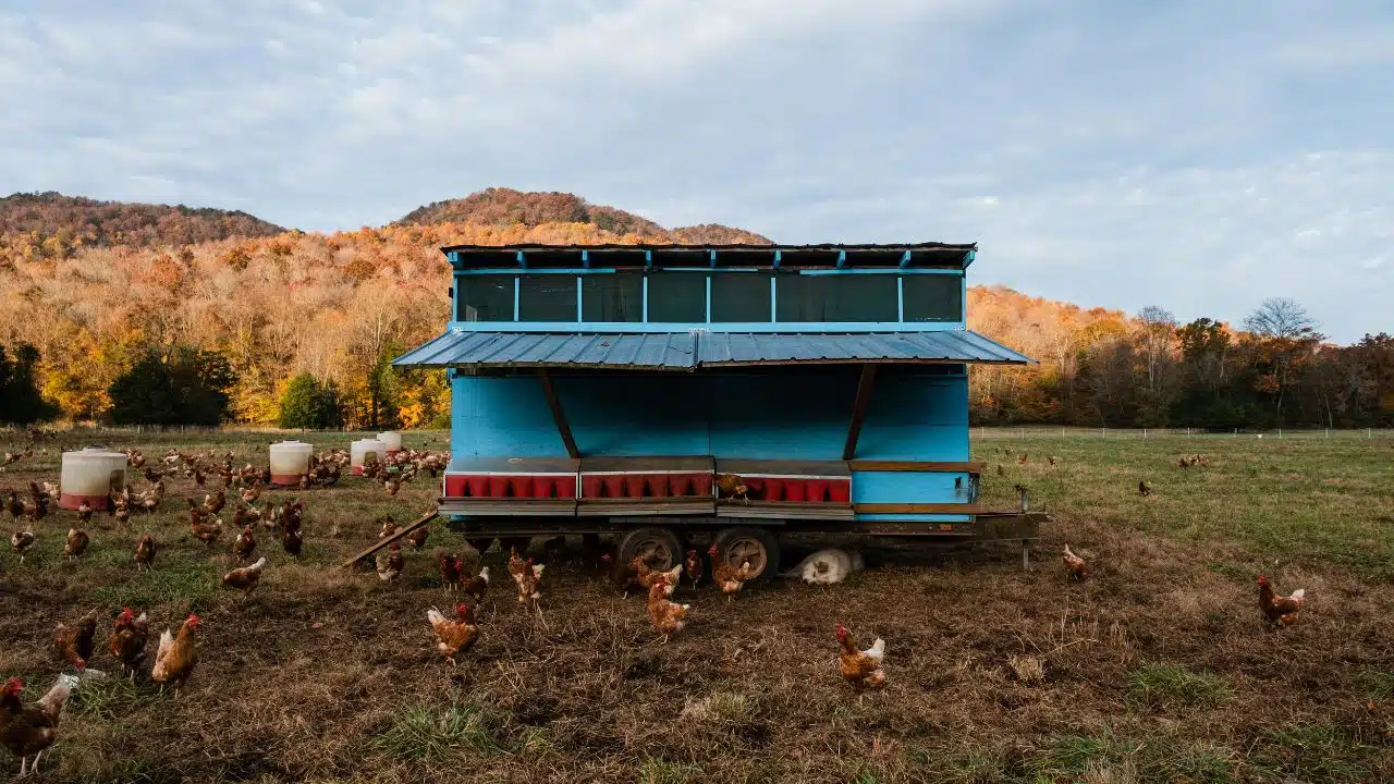 Simple Fixes for Problems First-Time Chicken Keepers Encounter