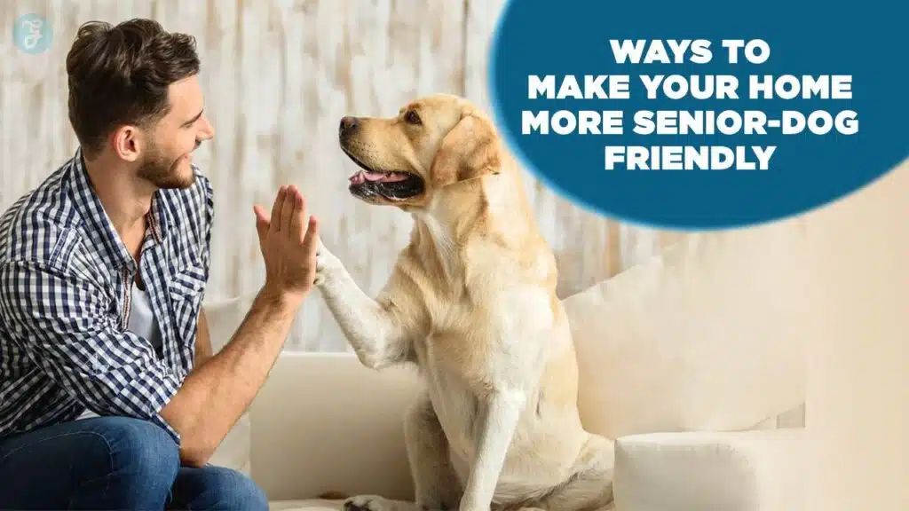 Ways to Make Your Home More Senior-Dog Friendly