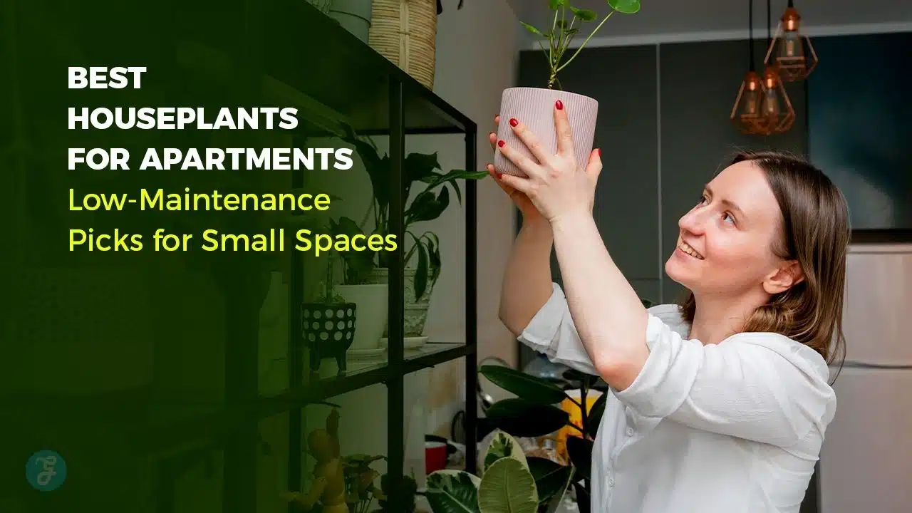 best houseplants for apartments