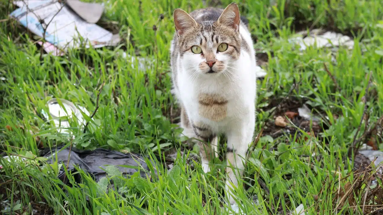 Are Cats Really Independent What First-Time Owners Should Know