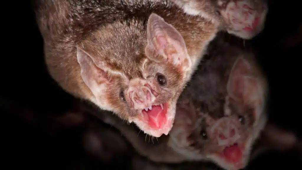 Bats in the Attic Why Rock Pest Control Is Kansas City’s Go-To Wildlife Expert