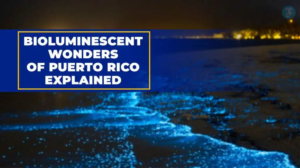 Bioluminescent Wonders of Puerto Rico Explained