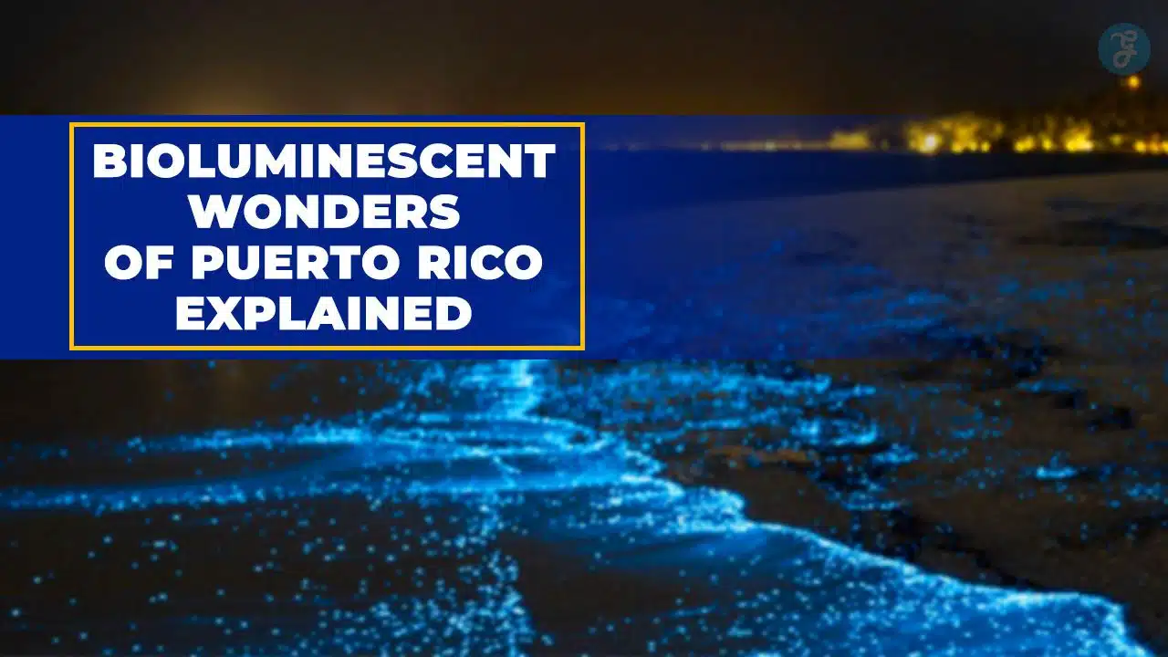 Bioluminescent Wonders of Puerto Rico Explained