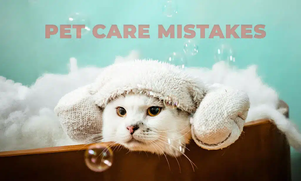 Common pet care mistakes