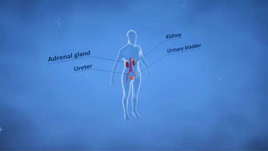 SGLT2 Inhibitors Deliver Strong Kidney and Heart Protection Globally